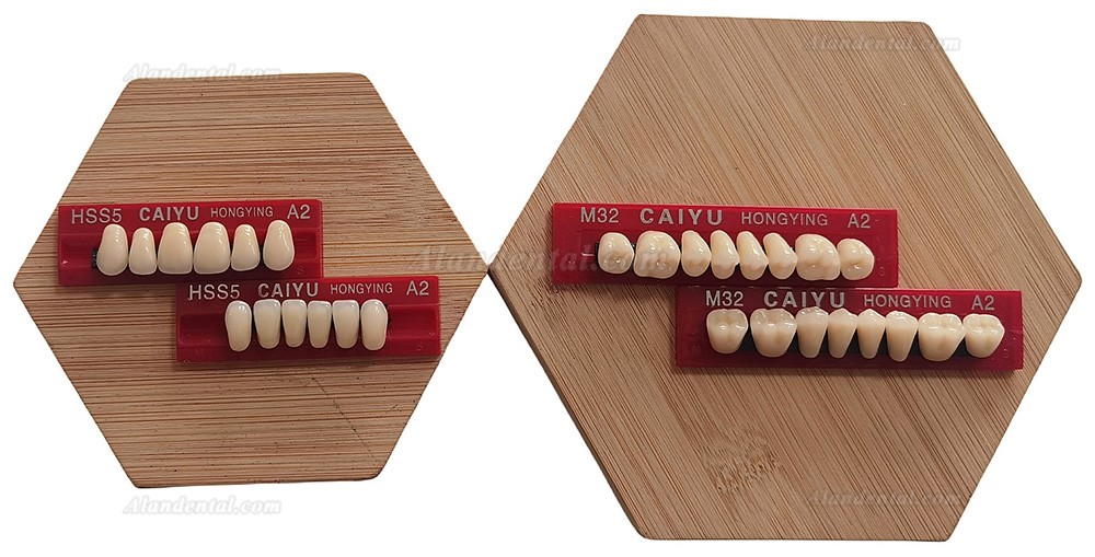 Caiyu Hongying Dental Resin Dentures (Three-layer color) A1/A2/A3/A3.5/A4